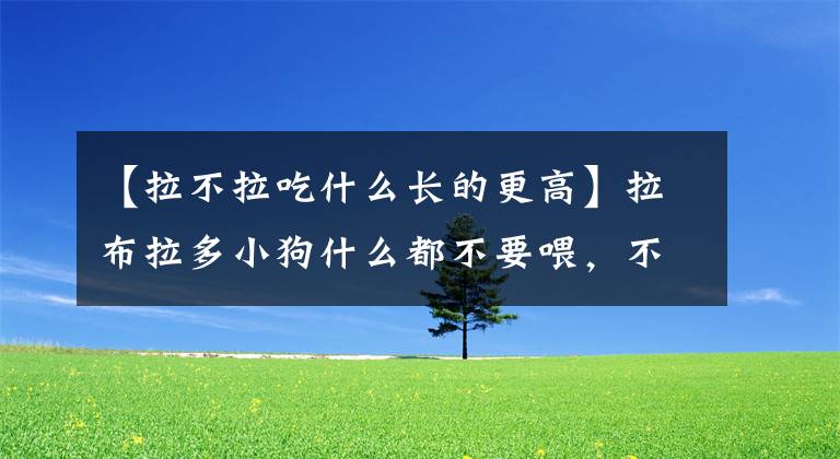 【拉不拉吃什么长的更高】拉布拉多小狗什么都不要喂，不要喂生肉。