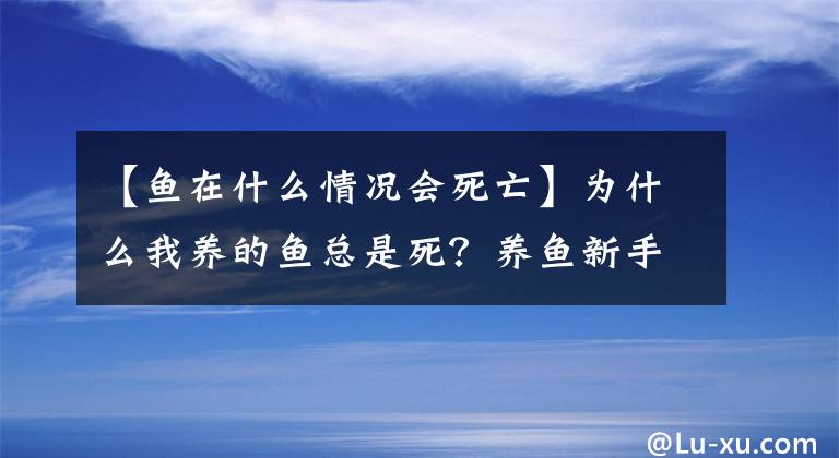 【鱼在什么情况会死亡】为什么我养的鱼总是死？养鱼新手死鱼的几个主要原因。