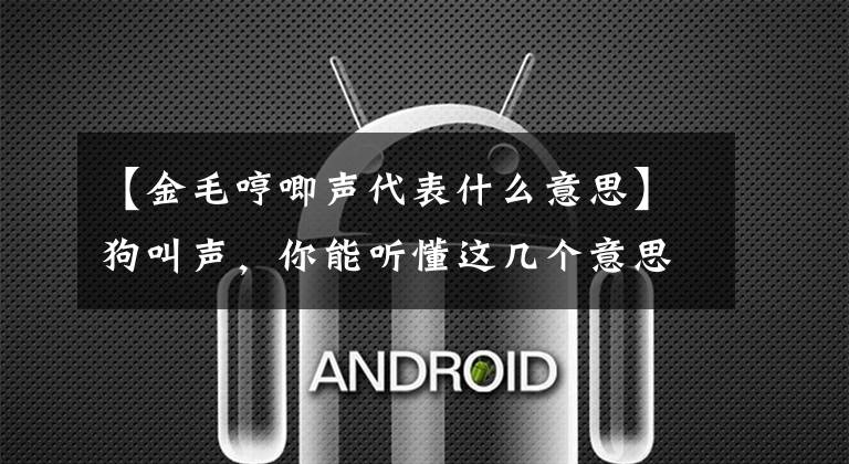 【金毛哼唧声代表什么意思】狗叫声，你能听懂这几个意思吗？
