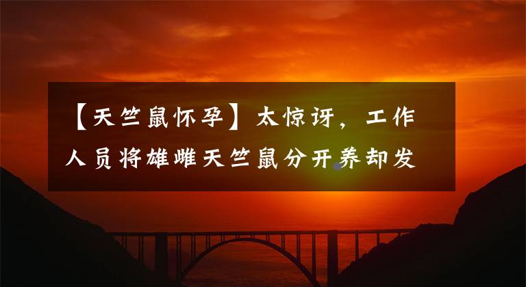 【天竺鼠怀孕】太惊讶，工作人员将雄雌天竺鼠分开养却发现100只母鼠同时怀孕