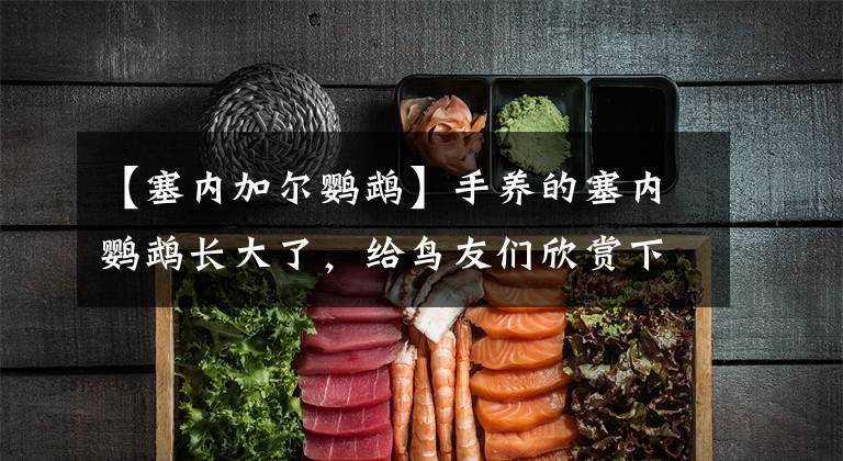 【塞内加尔鹦鹉】手养的塞内鹦鹉长大了，给鸟友们欣赏下