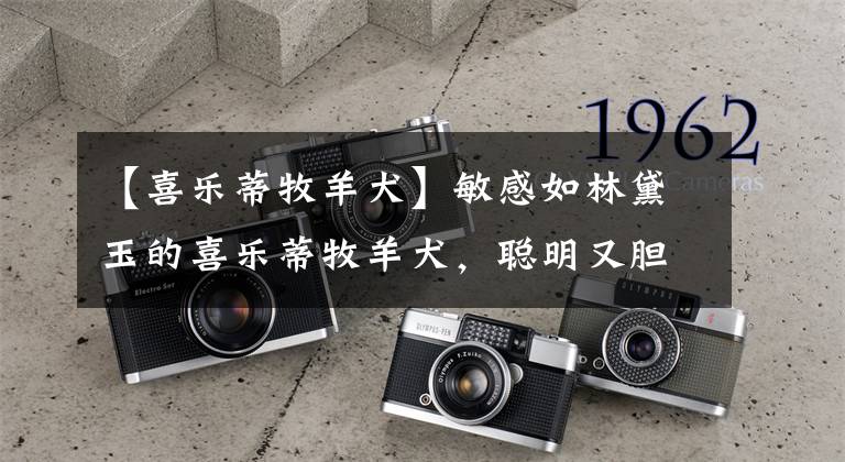 【喜乐蒂牧羊犬】敏感如林黛玉的喜乐蒂牧羊犬，聪明又胆小，要它们信任只需一招