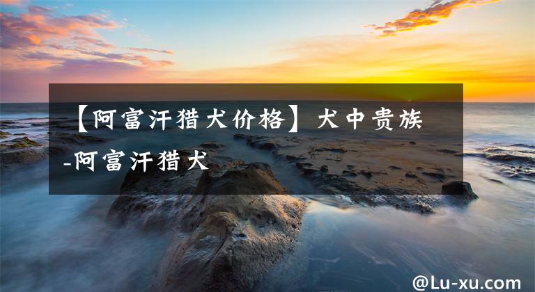 【阿富汗猎犬价格】犬中贵族-阿富汗猎犬