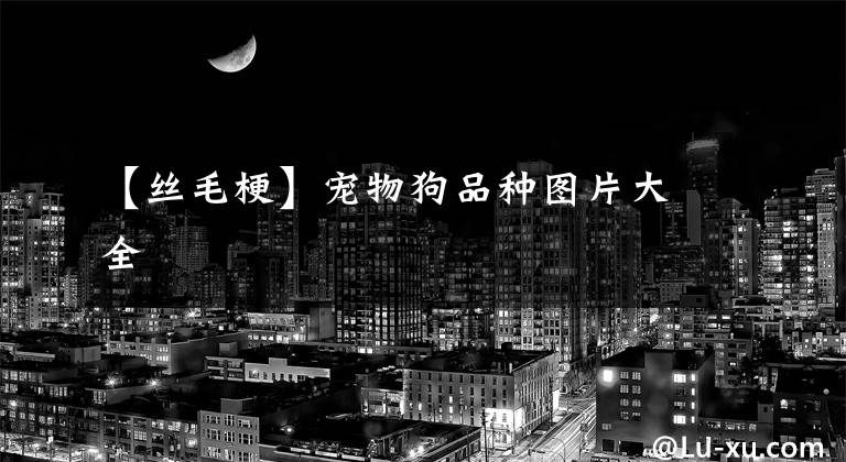 【丝毛梗】宠物狗品种图片大全