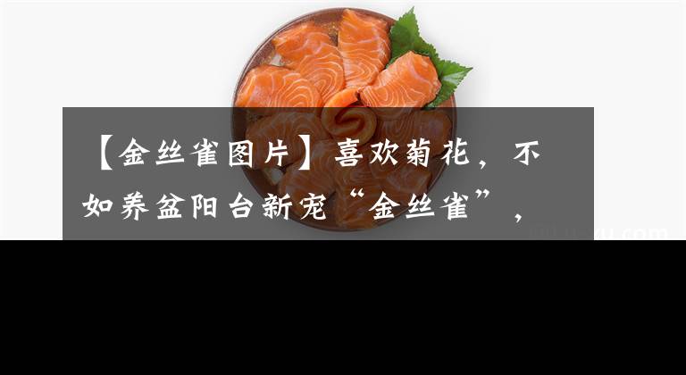 【金丝雀图片】喜欢菊花，不如养盆阳台新宠“金丝雀”，花色金黄，开花不断