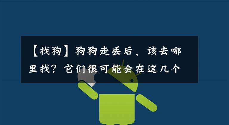 【找狗】狗狗走丢后，该去哪里找？它们很可能会在这几个地方