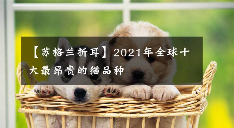 【苏格兰折耳】2021年全球十大最昂贵的猫品种