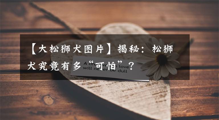 【大松狮犬图片】揭秘：松狮犬究竟有多“可怕”？