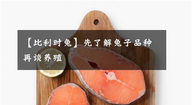【比利时兔】先了解兔子品种再谈养殖