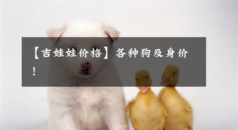 【吉娃娃价格】各种狗及身价！