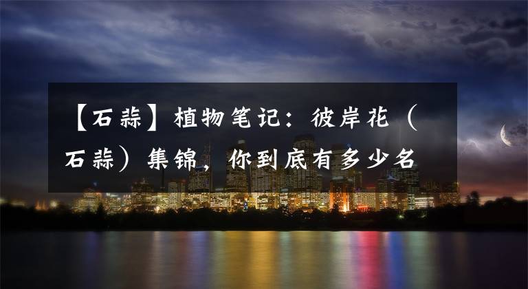 【石蒜】植物笔记：彼岸花（石蒜）集锦，你到底有多少名字和颜色？