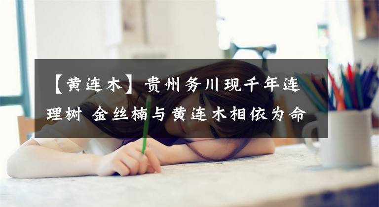 【黄连木】贵州务川现千年连理树 金丝楠与黄连木相依为命