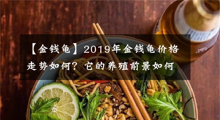 【金钱龟】2019年金钱龟价格走势如何？它的养殖前景如何