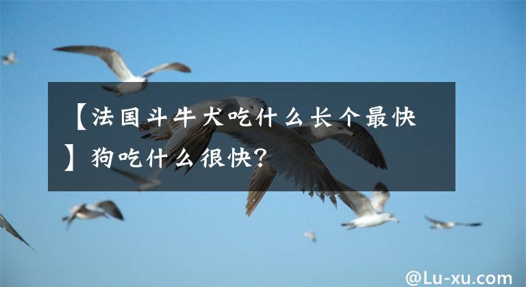 【法国斗牛犬吃什么长个最快】狗吃什么很快？