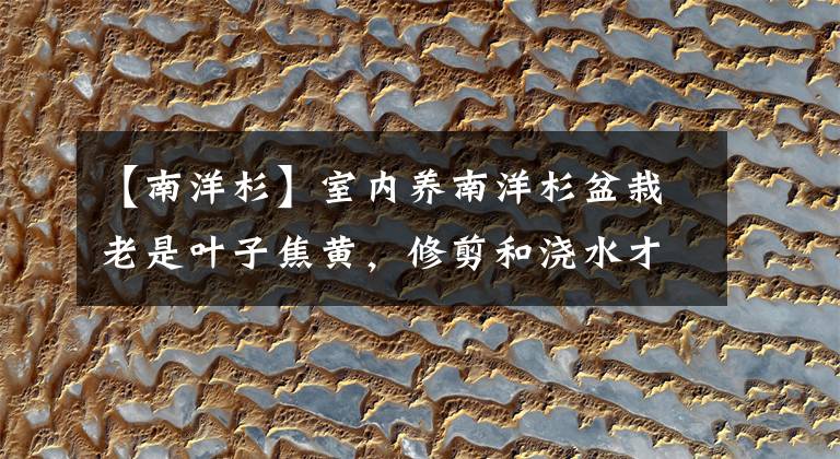 【南洋杉】室内养南洋杉盆栽老是叶子焦黄，修剪和浇水才是关键