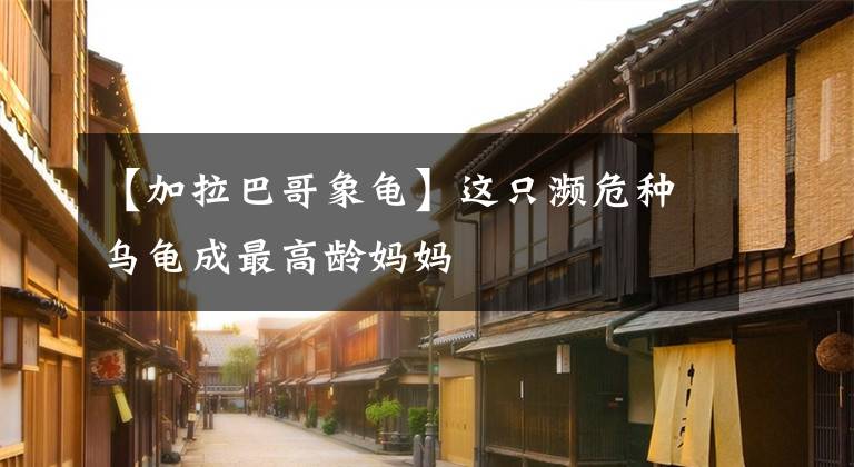 【加拉巴哥象龟】这只濒危种乌龟成最高龄妈妈