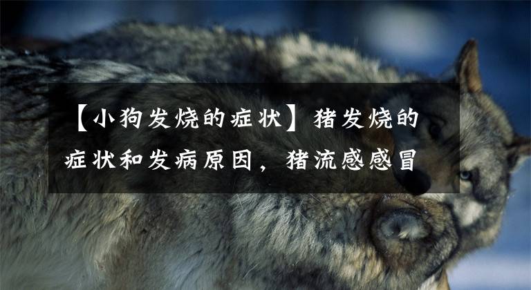 【小狗发烧的症状】猪发烧的症状和发病原因，猪流感感冒发烧的症状和治疗方案