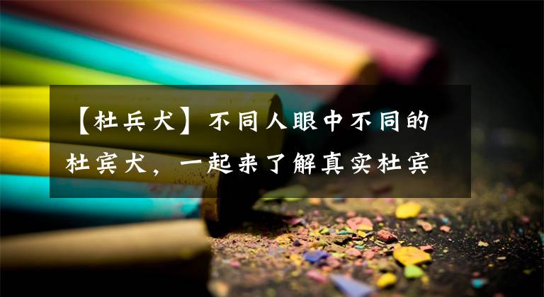 【杜兵犬】不同人眼中不同的杜宾犬，一起来了解真实杜宾