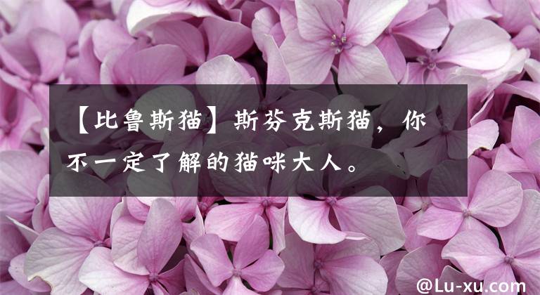 【比鲁斯猫】斯芬克斯猫，你不一定了解的猫咪大人。