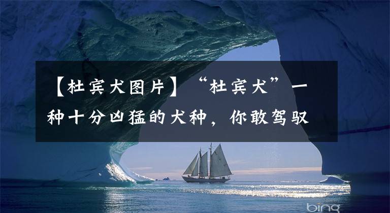 【杜宾犬图片】“杜宾犬”一种十分凶猛的犬种，你敢驾驭吗？