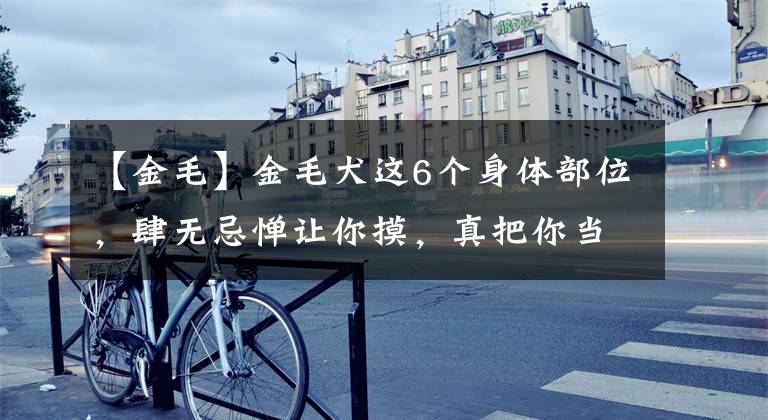 【金毛】金毛犬这6个身体部位，肆无忌惮让你摸，真把你当家人