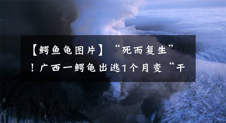 【鳄鱼龟图片】“死而复生”！广西一鳄龟出逃1个月变“干尸”，把它放到水里竟活了