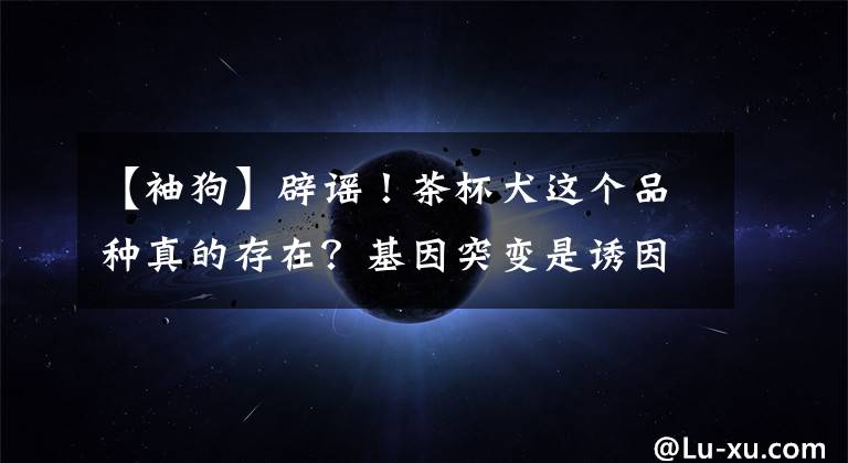 【袖狗】辟谣！茶杯犬这个品种真的存在？基因突变是诱因，别让可爱变伤害