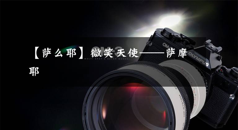 【萨么耶】微笑天使——萨摩耶