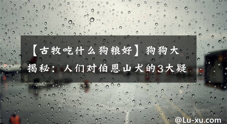 【古牧吃什么狗粮好】狗狗大揭秘：人们对伯恩山犬的3大疑问