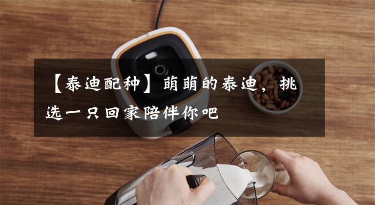 【泰迪配种】萌萌的泰迪，挑选一只回家陪伴你吧