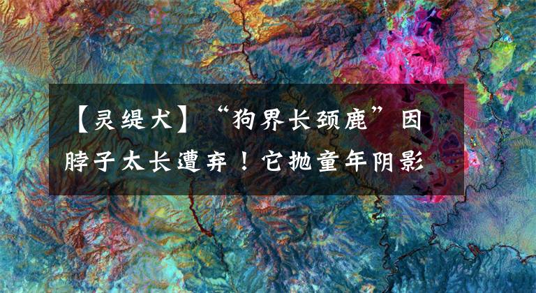【灵缇犬】“狗界长颈鹿”因脖子太长遭弃！它抛童年阴影获真爱，超会撒娇