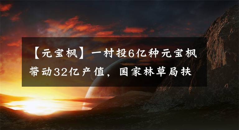 【元宝枫】一村投6亿种元宝枫带动32亿产值，国家林草局扶持林产业