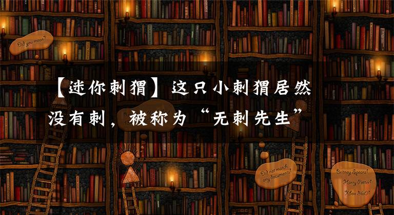 【迷你刺猬】这只小刺猬居然没有刺，被称为“无刺先生”，只能住在兔窝里