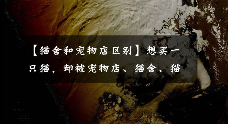 【猫舍和宠物店区别】想买一只猫，却被宠物店、猫舍、猫贩子、代理和后院猫搞混乱了？