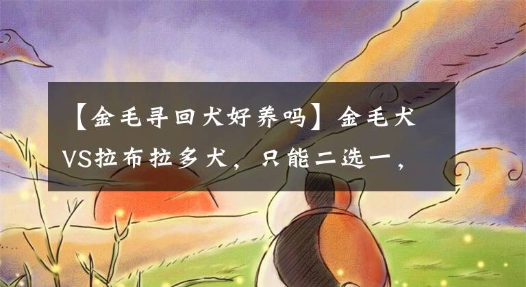 【金毛寻回犬好养吗】金毛犬VS拉布拉多犬，只能二选一，你觉得哪种更好饲养？