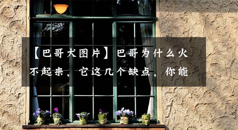【巴哥犬图片】巴哥为什么火不起来，它这几个缺点，你能接受吗？