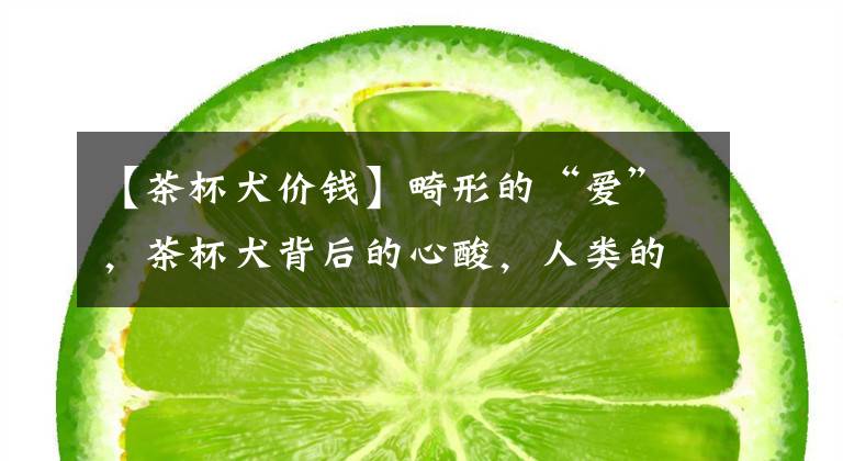【茶杯犬价钱】畸形的“爱”，茶杯犬背后的心酸，人类的喜爱其实是在害它