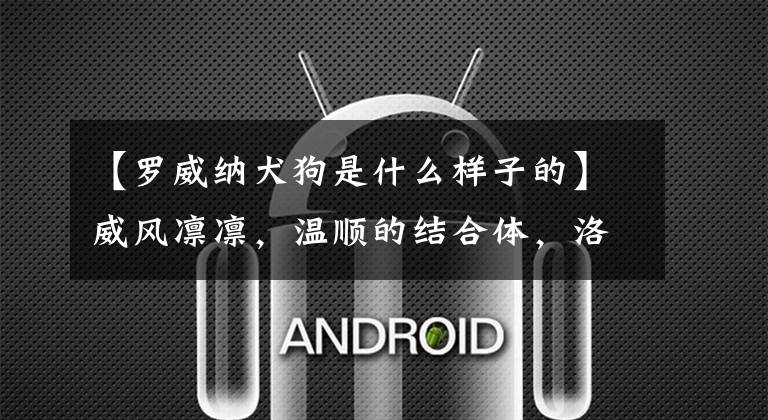 【罗威纳犬狗是什么样子的】威风凛凛，温顺的结合体，洛威这样的狗，到底是怎么样的狗？