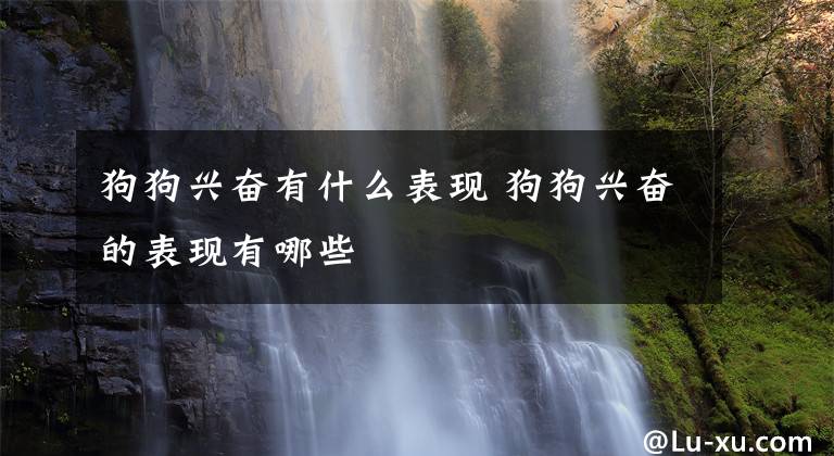 狗狗兴奋有什么表现 狗狗兴奋的表现有哪些