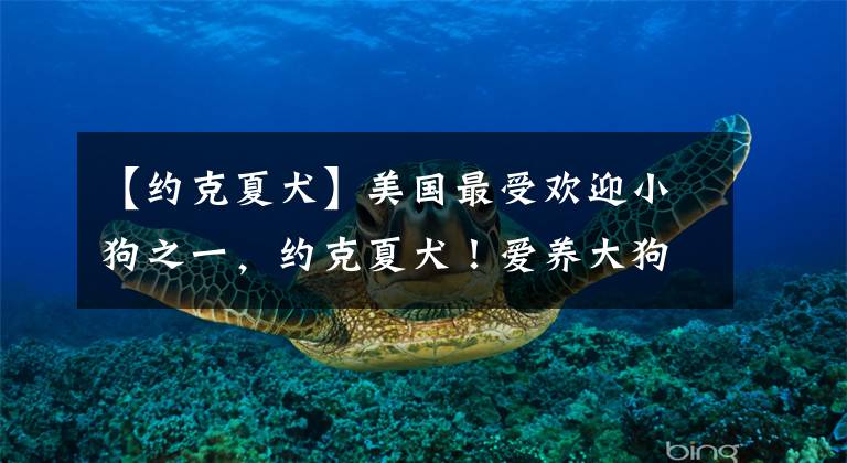 【约克夏犬】美国最受欢迎小狗之一，约克夏犬！爱养大狗的外国人为什么喜欢它