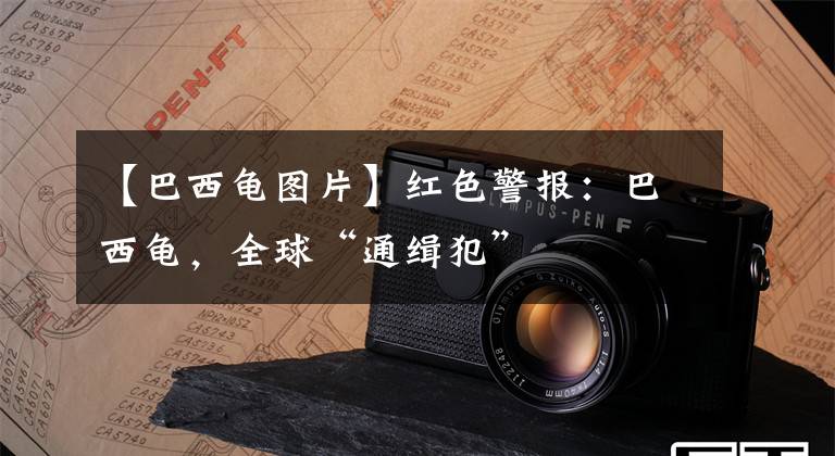 【巴西龟图片】红色警报：巴西龟，全球“通缉犯”