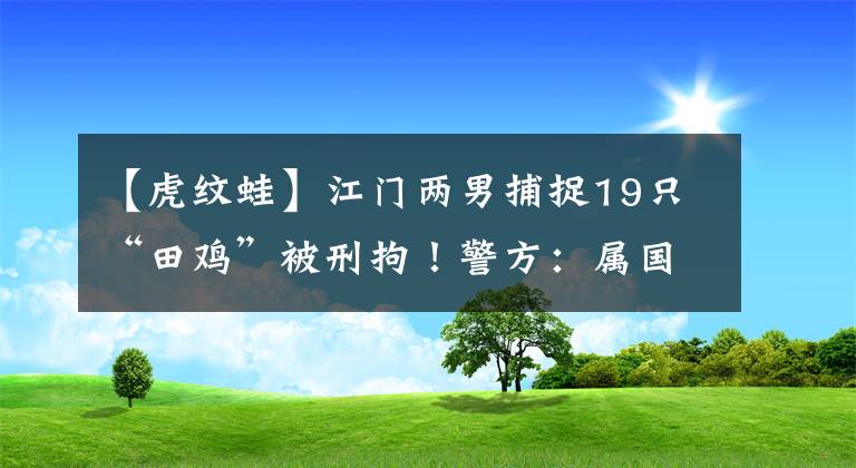 【虎纹蛙】江门两男捕捉19只“田鸡”被刑拘！警方：属国家二级保护动物