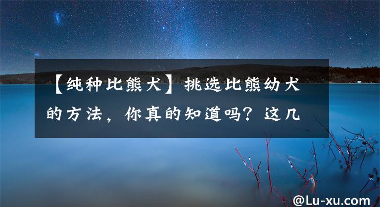 【纯种比熊犬】挑选比熊幼犬的方法，你真的知道吗？这几点是一定要注意的