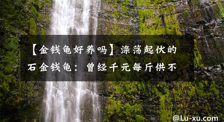 【金钱龟好养吗】涤荡起伏的石金钱龟：曾经千元每斤供不应求，巅峰过后烂如白菜？