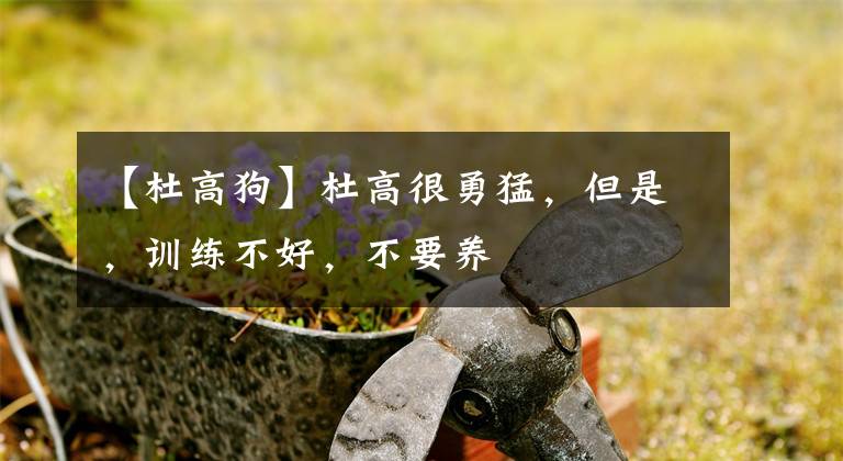 【杜高狗】杜高很勇猛，但是，训练不好，不要养