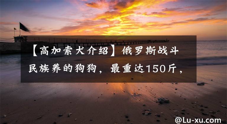 【高加索犬介绍】俄罗斯战斗民族养的狗狗，最重达150斤，带你了解犬中之王高加索