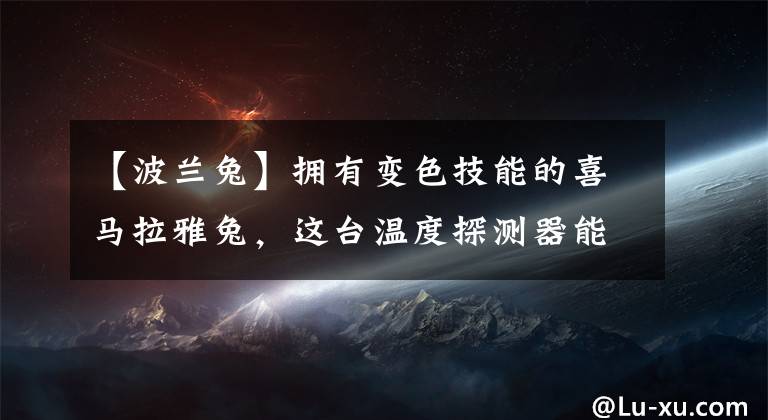 【波兰兔】拥有变色技能的喜马拉雅兔，这台温度探测器能跑能跳，还会卖萌