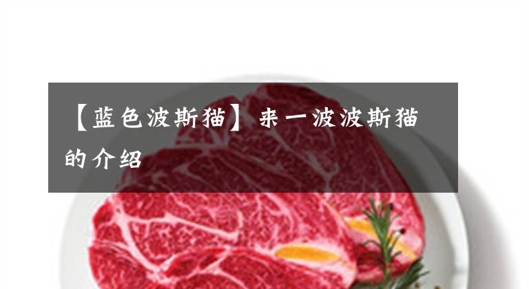 【蓝色波斯猫】来一波波斯猫的介绍