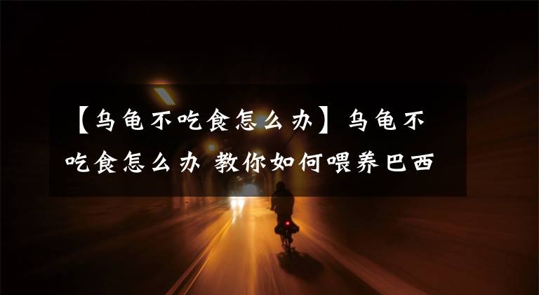 【乌龟不吃食怎么办】乌龟不吃食怎么办 教你如何喂养巴西龟