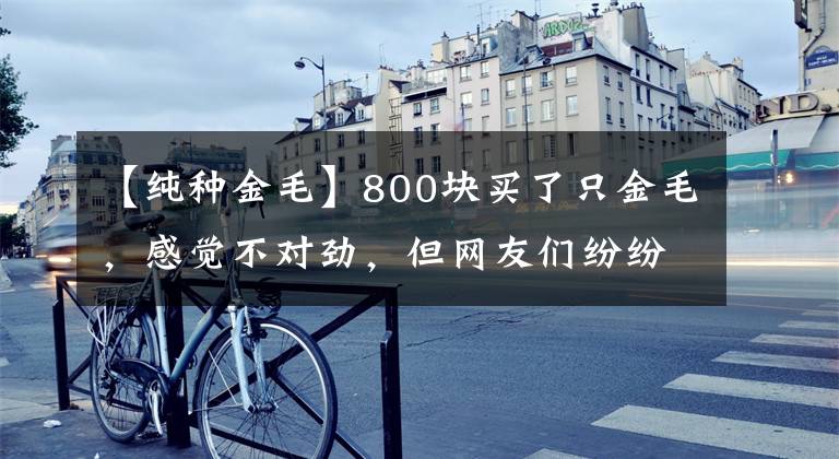 【纯种金毛】800块买了只金毛，感觉不对劲，但网友们纷纷安慰这波不亏